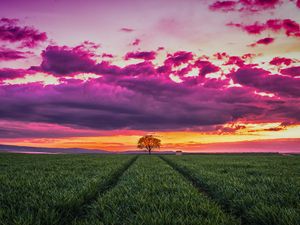 Preview wallpaper sunset, horizon, field, tree, grass, clouds