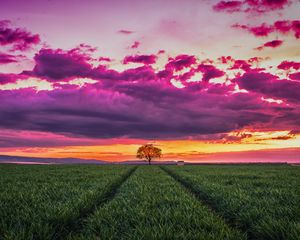 Preview wallpaper sunset, horizon, field, tree, grass, clouds