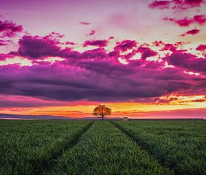 Preview wallpaper sunset, horizon, field, tree, grass, clouds