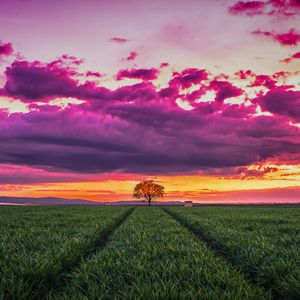 Preview wallpaper sunset, horizon, field, tree, grass, clouds