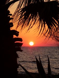 Preview wallpaper sunset, horizon, sun, silhouette, branches