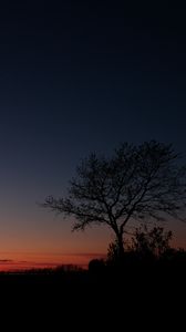 Preview wallpaper sunset, horizon, tree, sky, night
