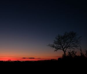 Preview wallpaper sunset, horizon, tree, sky, night