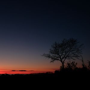 Preview wallpaper sunset, horizon, tree, sky, night