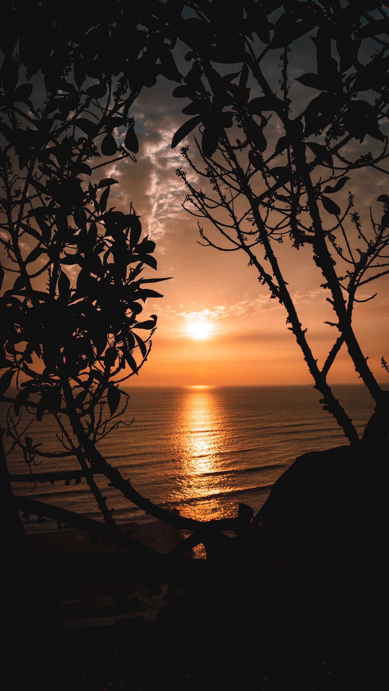 Download wallpaper 1350x2400 sunset, horizon, trees, branches, sun