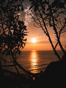 Preview wallpaper sunset, horizon, trees, branches, sun