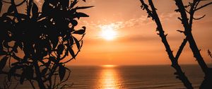 Preview wallpaper sunset, horizon, trees, branches, sun