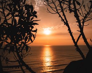Preview wallpaper sunset, horizon, trees, branches, sun