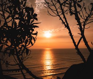 Preview wallpaper sunset, horizon, trees, branches, sun