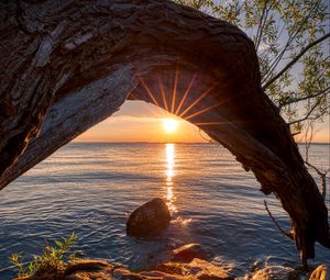 Preview wallpaper sunset, lake, tree, sun, sunlight