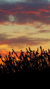 Preview wallpaper sunset, lavender, field