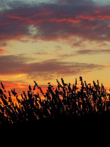 Preview wallpaper sunset, lavender, field