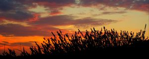 Preview wallpaper sunset, lavender, field