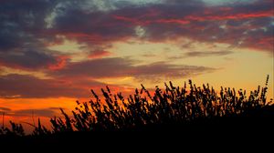 Preview wallpaper sunset, lavender, field