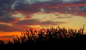 Preview wallpaper sunset, lavender, field