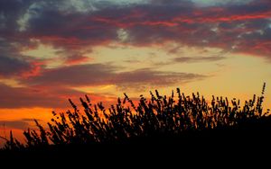 Preview wallpaper sunset, lavender, field