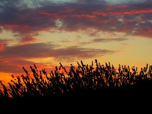 Preview wallpaper sunset, lavender, field