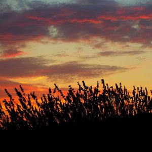 Preview wallpaper sunset, lavender, field