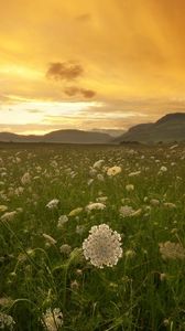 Preview wallpaper sunset, orange, field, grass, buds