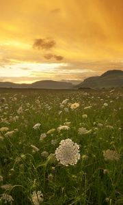 Preview wallpaper sunset, orange, field, grass, buds