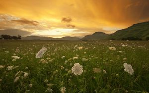 Preview wallpaper sunset, orange, field, grass, buds