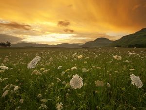 Preview wallpaper sunset, orange, field, grass, buds