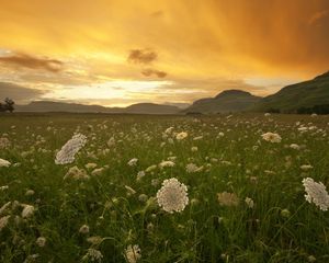 Preview wallpaper sunset, orange, field, grass, buds