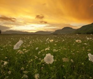 Preview wallpaper sunset, orange, field, grass, buds