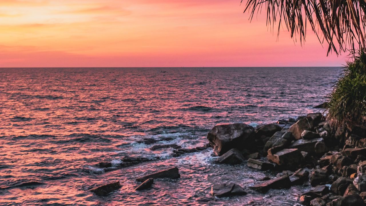 Wallpaper sunset, palm, sea, coast, pink