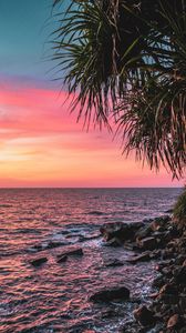 Preview wallpaper sunset, palm, sea, coast, pink