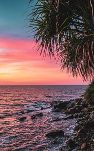 Preview wallpaper sunset, palm, sea, coast, pink