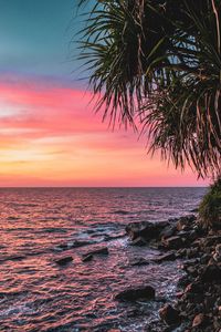 Preview wallpaper sunset, palm, sea, coast, pink
