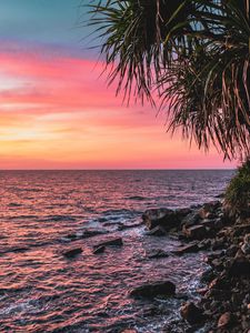Preview wallpaper sunset, palm, sea, coast, pink