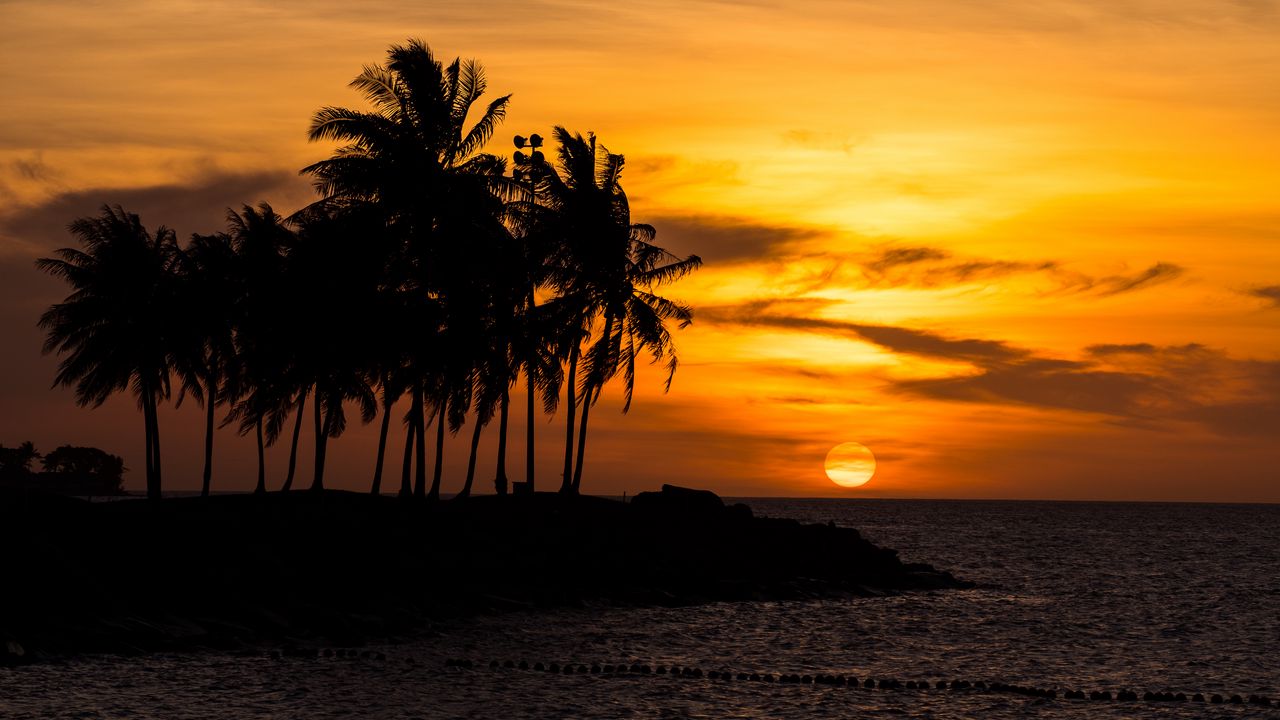 Wallpaper sunset, palm, sea, beach