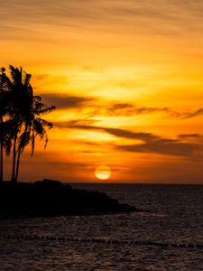 Preview wallpaper sunset, palm, sea, beach