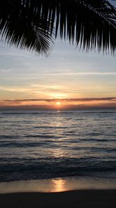 Preview wallpaper sunset, palm, sea, coast, horizon