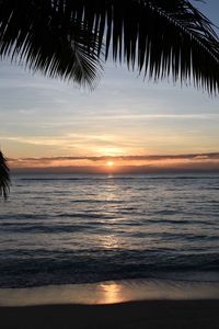Preview wallpaper sunset, palm, sea, coast, horizon