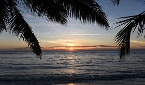 Preview wallpaper sunset, palm, sea, coast, horizon