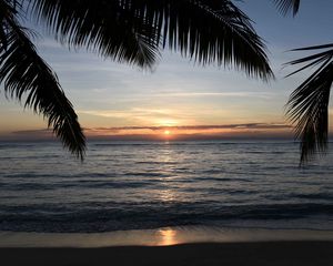 Preview wallpaper sunset, palm, sea, coast, horizon