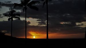 Preview wallpaper sunset, palm, sky, clouds, sun