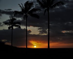 Preview wallpaper sunset, palm, sky, clouds, sun