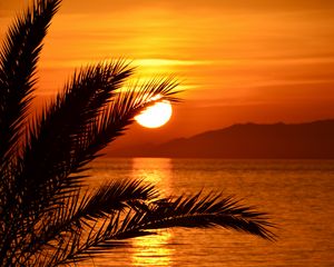 Preview wallpaper sunset, palm tree, sea, water, reflection, dusk