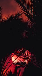 Preview wallpaper sunset, palm tree, silhouette, leaves