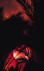 Preview wallpaper sunset, palm tree, silhouette, leaves