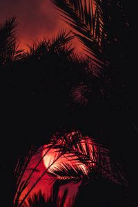 Preview wallpaper sunset, palm tree, silhouette, leaves