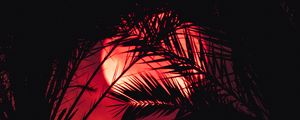 Preview wallpaper sunset, palm tree, silhouette, leaves