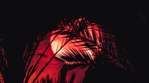 Preview wallpaper sunset, palm tree, silhouette, leaves