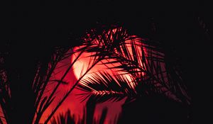 Preview wallpaper sunset, palm tree, silhouette, leaves