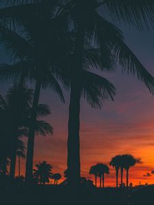Preview wallpaper sunset, palm trees, silhouette