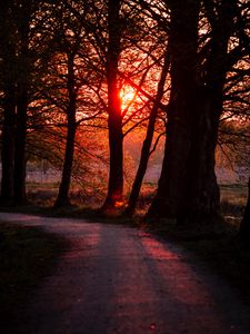 Preview wallpaper sunset, path, trees, dark, nature